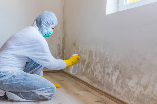 Licensed Basement Mold Remediation service in Berwyn, PA - Car Mold Remediation