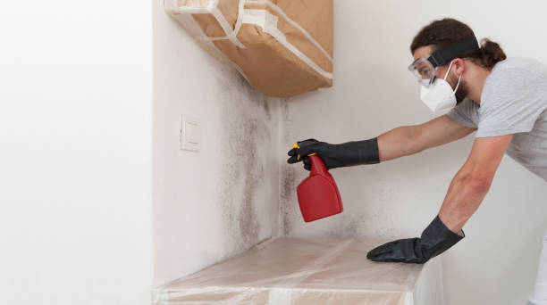 Professional Basement Mold Remediation technician working in Berwyn, PA