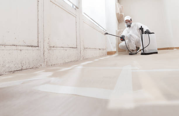 24/7 Emergency Basement Mold Remediation experts in Berwyn, PA