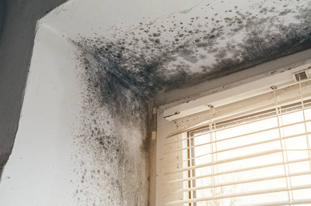 Affordable Basement Mold Remediation solutions in Berwyn, PA