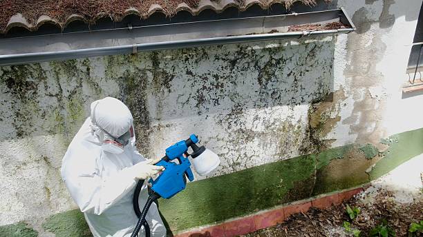 Top rated local Basement Mold Remediation specialists in Berwyn, PA